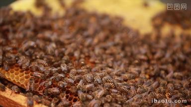 农业传统养蜂<strong>蜜蜂</strong>实拍4K